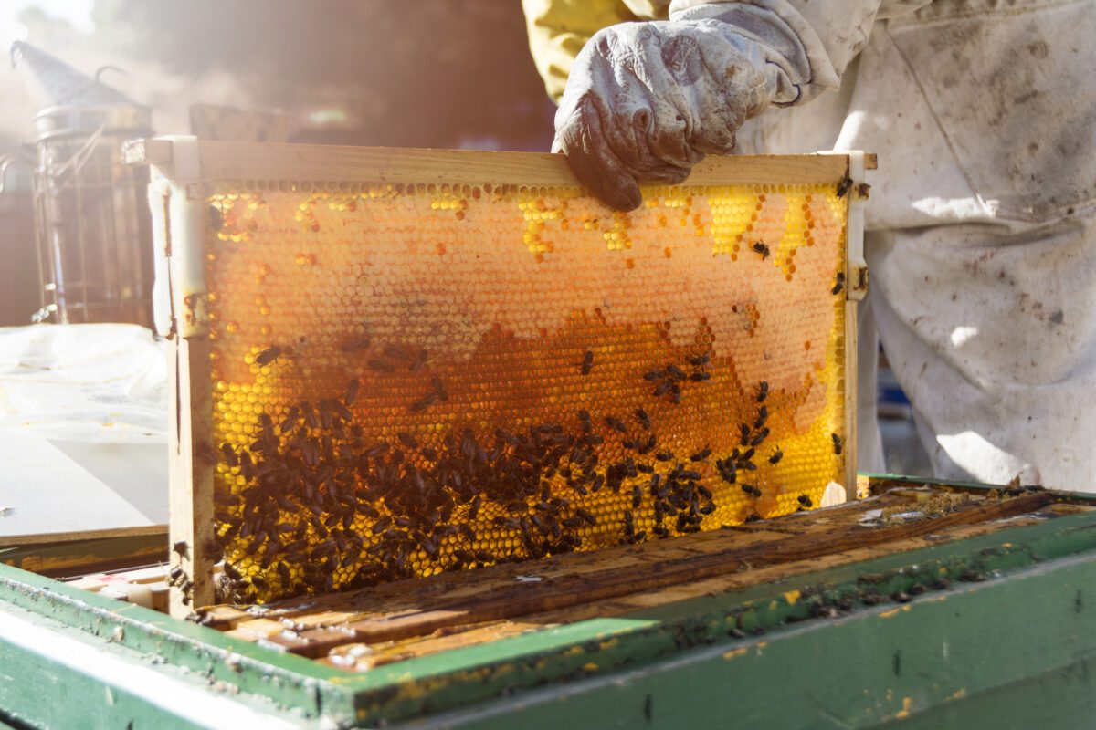 abeille