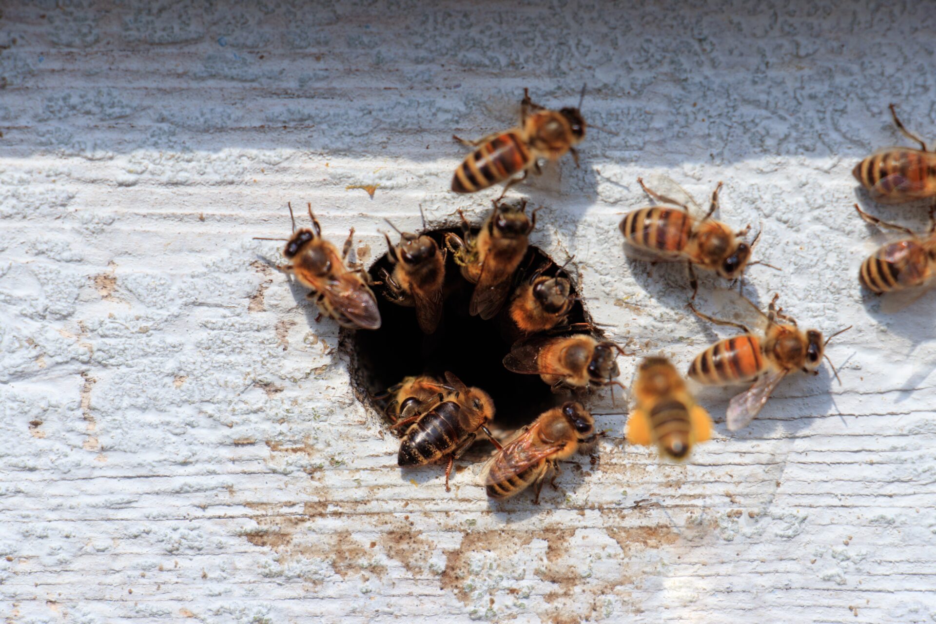 closeup of honeybees flying out of a hole in a wooden surface under the sunlight at daytime